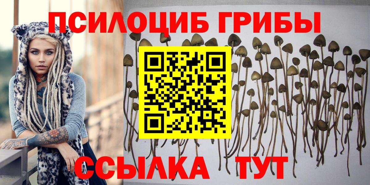 Псилоцибиновые грибы Psilocybine cubensis Алапаевск